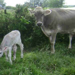 moo