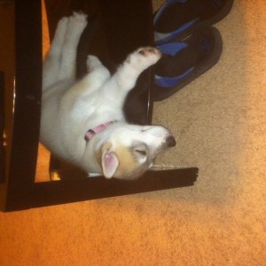 Crazy dog...sleeping on bottom shelf of coffee table