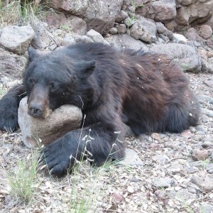 2012 Unit 26 Bear Arizona