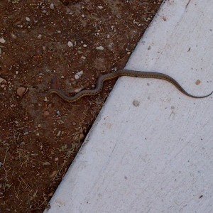 Snake outside on my sidewalk