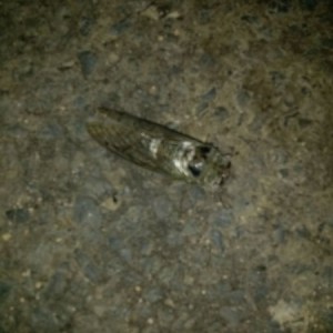 2" of monster