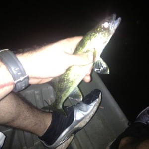 Little walleye in the river.