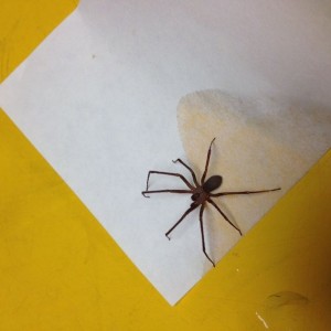 Hey chris , this was found in a lunchbox last night! :D