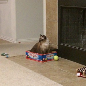 The cats like this box A LOT