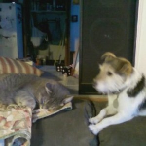 Found an old pic of Aspen. She was killed last year in March. I still miss 