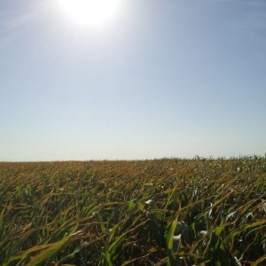 Hiked 5.5 miles through sorghum in 100+ degree heat for work today.