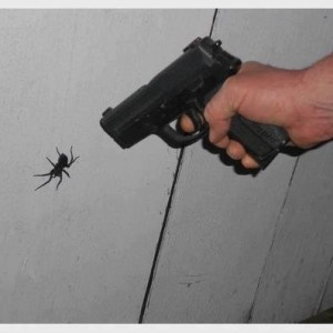 spider6