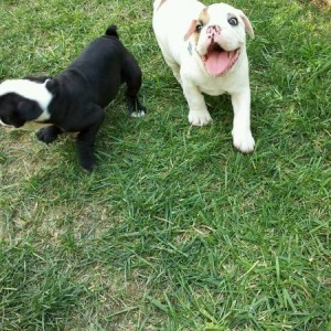 Major & Jack