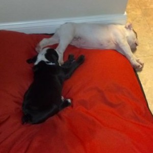 Thunder Buddies For Life