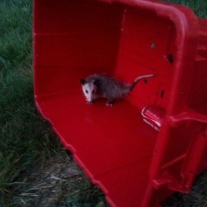 This little guy snuck in the garage and got stuck in the recycling bin last