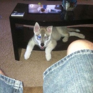 3weeks and she tripled in size...use to fit well under the coffee table lol