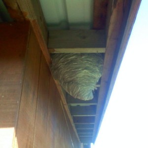 2nd white-faced hornet nest this year...wtf!