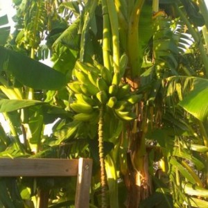 Have a ton of plantains this year. To bad I don't like them.