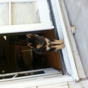 My new puppy, Siberian husky mix