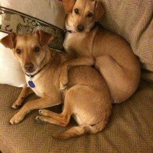 doggies