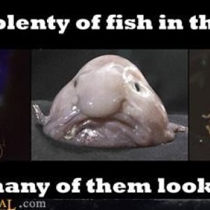 fish4