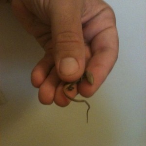 Found this guy in our bedroom