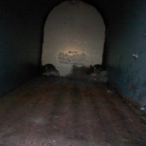 My mailbox...wtf...mice?