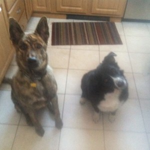 i think im a little obsessed with my dogs, i treat them like my children! I