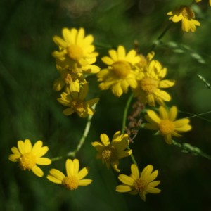 Golden Ragwort