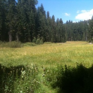 sequoia2