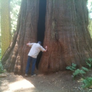 sequoia