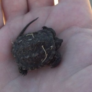 Baby snapping turtle