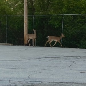 Have a few visitors in the refinery parking lot this morn