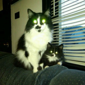 mahcats