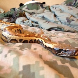 My snake :)