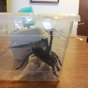 New house pet!!!!!!!!! Betches