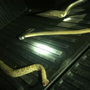 Yea thats a big fuckin diamondback!