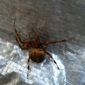Jebus-h-Christ!!! This son of a bitch was hiding in my boat cover this morn