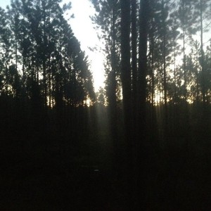 Beautiful morning to be in the stand