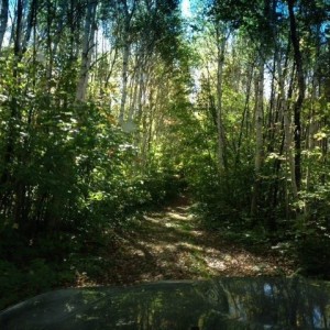 Road to sugar bush lot