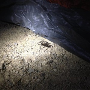 ted the tarantula