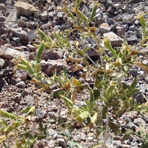 cool plant
