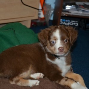 Got a new pup
