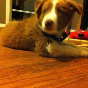 New pup.