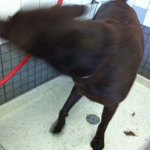 Bath time. Brown dog, hides the dirt :)