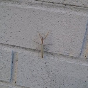 Albino or baby?