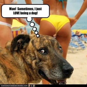 dawg