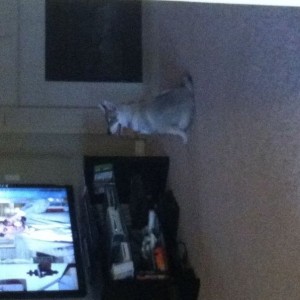 Watching tv while I cook dinner lol