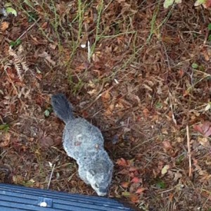 Groundhog wanted to join me in my deer stand