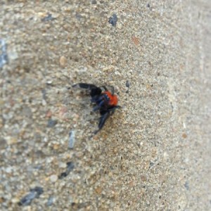 Come at me bro!