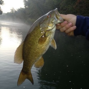 Little bass I caught in the river this mornin