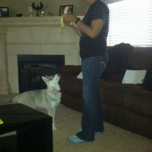 Little shit, the moment she smells a banana she wont stop bugging the wife.