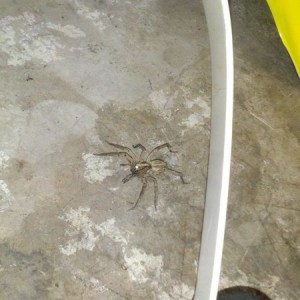 Wow this thing WAS huge. Creepy thing is his eyes lit up...which means he w