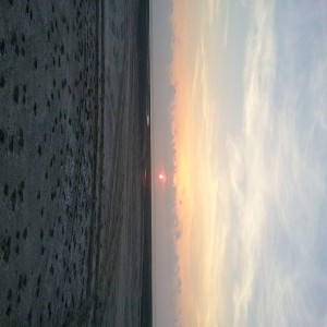 SPI Horses on the beach sunset