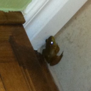 Came outta nowhere while taking a crap...not sure how a frog got into the b